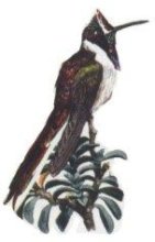 Huacarpay Marsh